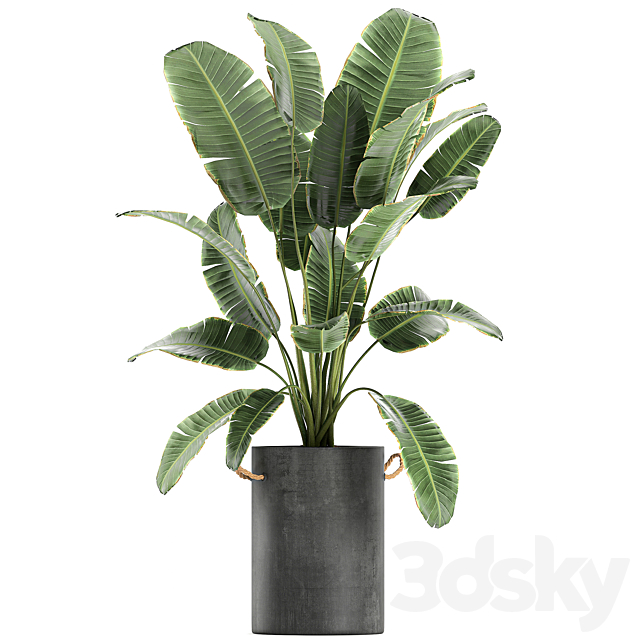 A collection of industrial-style plants in concrete flowerpots and pots made of banana. plumeria. palm. bamboo. Set 597. 3DSMax File - thumbnail 4