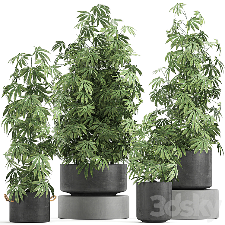 A collection of lush bushes of plants in black pots with Cannabis Marijuana cannabis cannabis. Set 770. 3DS Max - thumbnail 1