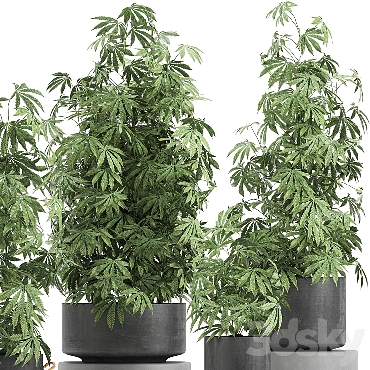 A collection of lush bushes of plants in black pots with Cannabis Marijuana cannabis cannabis. Set 770. 3DS Max - thumbnail 2