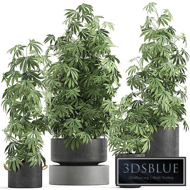 A collection of lush bushes of plants in black pots with Cannabis Marijuana cannabis cannabis. Set 770. 3DS Max - thumbnail 3