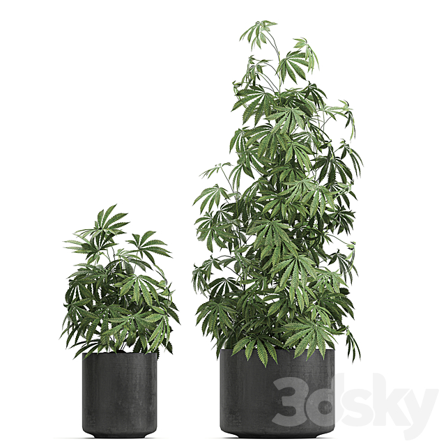 A collection of lush bushes of plants in black pots with Cannabis. Marijuana. cannabis. cannabis. Set 770. 3DSMax File - thumbnail 3