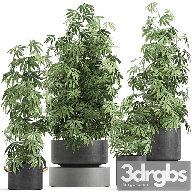 A collection of lush bushes of plants in black pots with cannabis, marijuana, cannabis, cannabis. set 770. - thumbnail 1