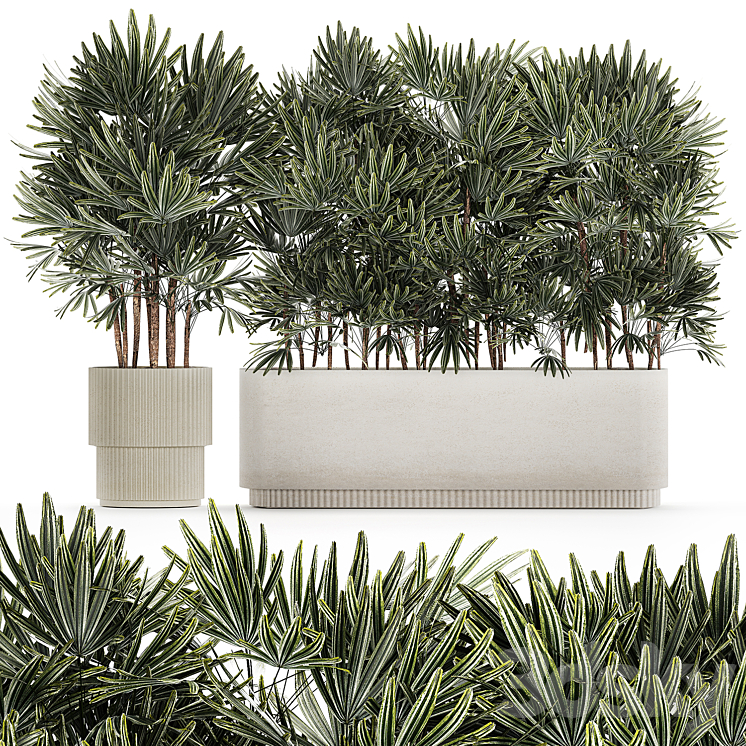 A collection of lush bushes of thickets of plants in modern white pots with palm Rhapis. Set 1356. 3DS Max Model - thumbnail 1