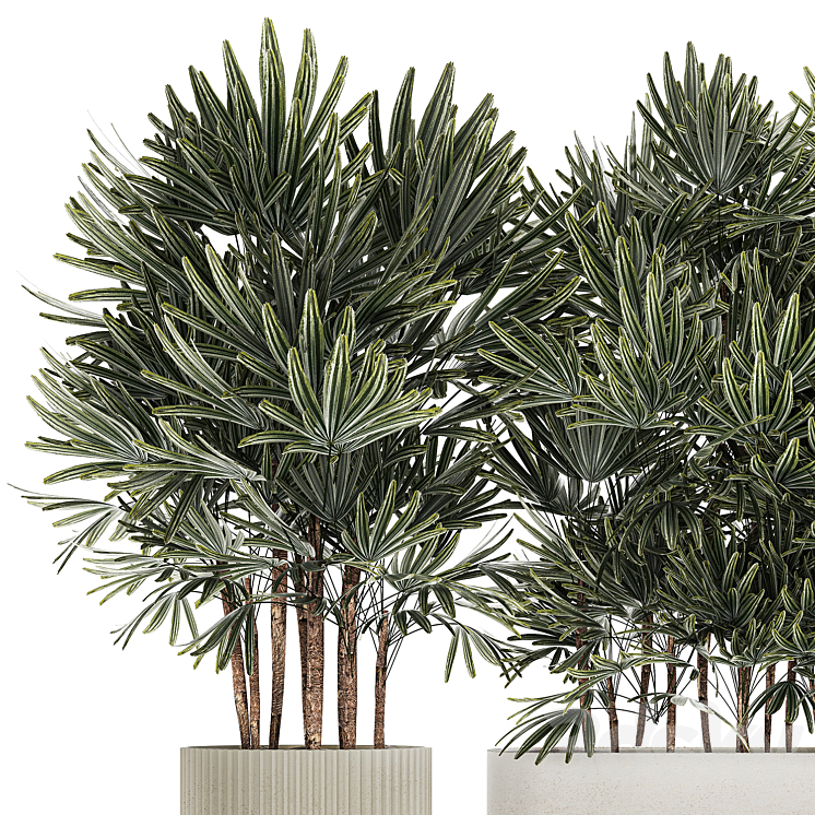 A collection of lush bushes of thickets of plants in modern white pots with palm Rhapis. Set 1356. 3DS Max Model - thumbnail 2