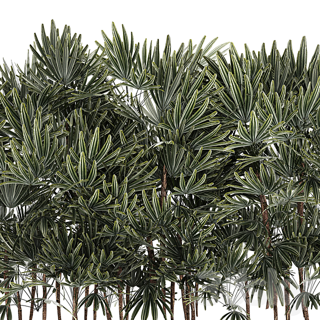 A collection of lush bushes of thickets of plants in modern white pots with palm Rhapis. Set 1356. 3DS Max Model - thumbnail 3