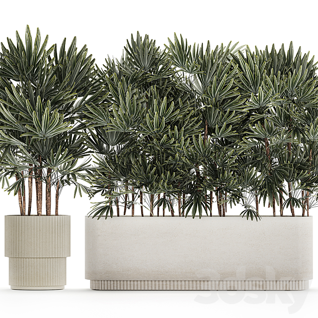 A collection of lush bushes of thickets of plants in modern white pots with palm Rhapis. Set 1356. 3DS Max Model - thumbnail 4