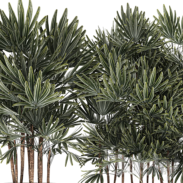 A collection of lush bushes of thickets of plants in modern white pots with palm Rhapis. Set 1356. 3DS Max Model - thumbnail 5