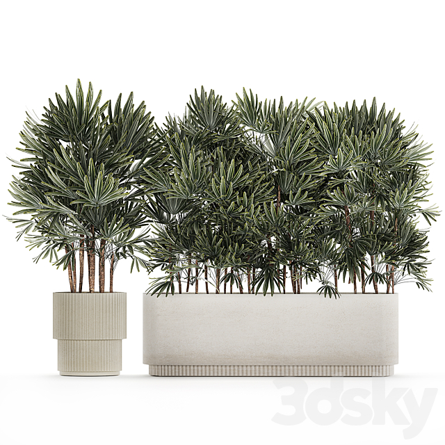 A collection of lush bushes of thickets of plants in modern white pots with palm Rhapis. Set 1356. 3DS Max Model - thumbnail 6