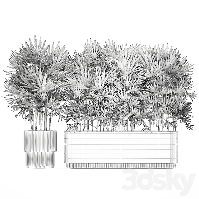 A collection of lush bushes of thickets of plants in modern white pots with palm Rhapis. Set 1356. 3DS Max Model - thumbnail 7