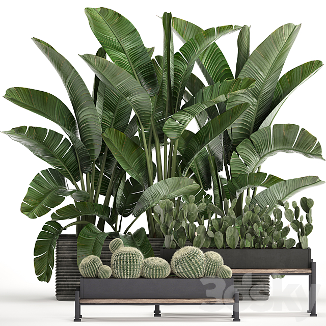 A collection of lush plants thickets in black pots with cacti. palm. strelitzia. bushes. prickly pear. banana. Set 458. 3DSMax File - thumbnail 1