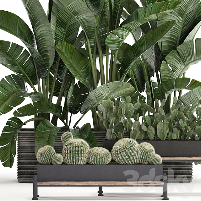 A collection of lush plants thickets in black pots with cacti. palm. strelitzia. bushes. prickly pear. banana. Set 458. 3DSMax File - thumbnail 2