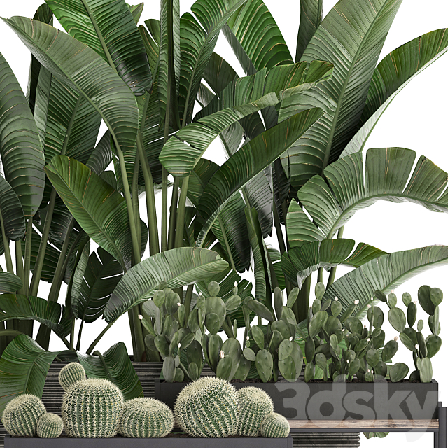 A collection of lush plants thickets in black pots with cacti. palm. strelitzia. bushes. prickly pear. banana. Set 458. 3DSMax File - thumbnail 3