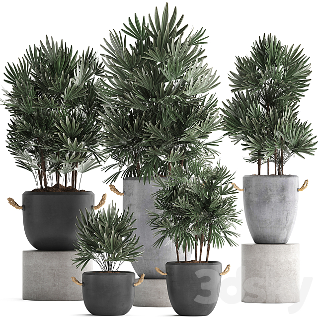 A collection of lush shrub plants in modern concrete pots and flowerpots with Raphis Palm. Set 414 3DSMax File - thumbnail 1