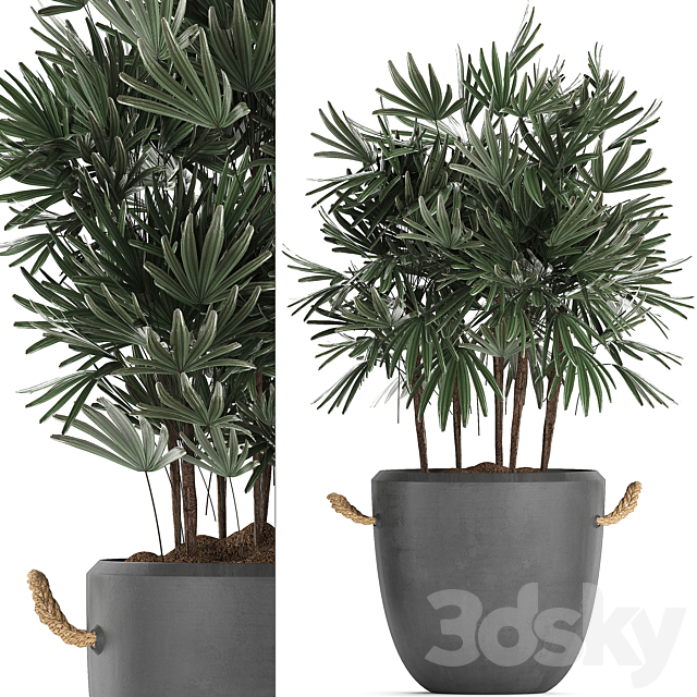 A collection of lush shrub plants in modern concrete pots and flowerpots with Raphis Palm. Set 414 3DSMax File - thumbnail 2