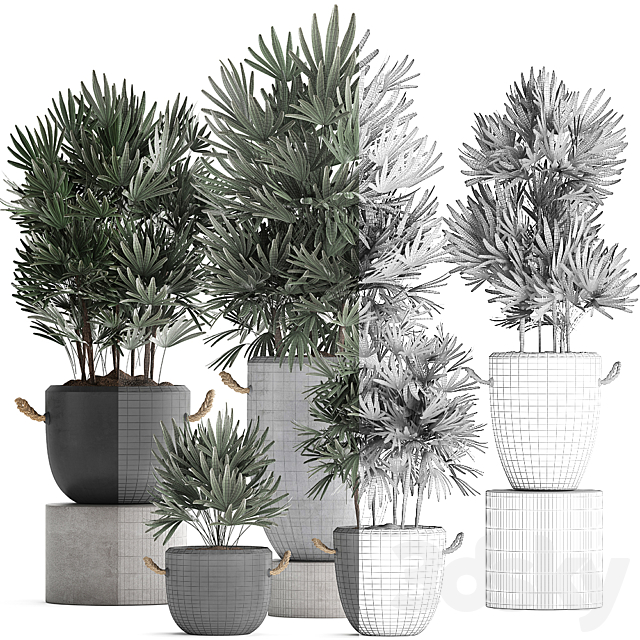 A collection of lush shrub plants in modern concrete pots and flowerpots with Raphis Palm. Set 414 3DSMax File - thumbnail 3