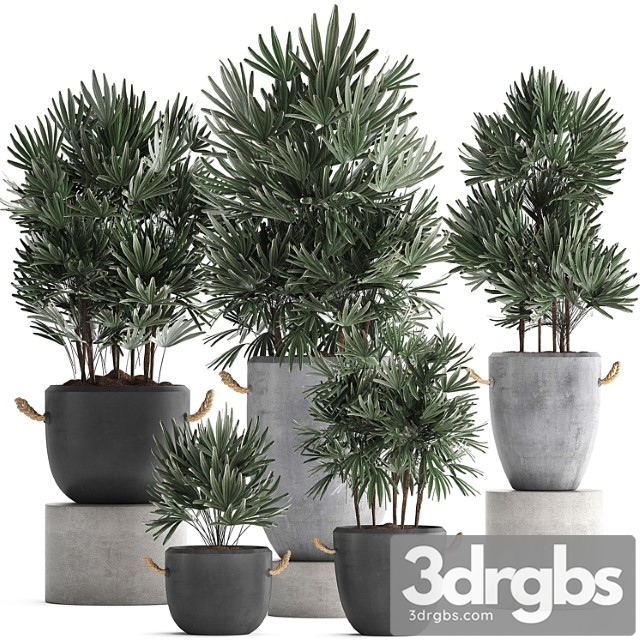 A collection of lush shrub plants in modern concrete pots and flowerpots with raphis palm. set 414 - thumbnail 1