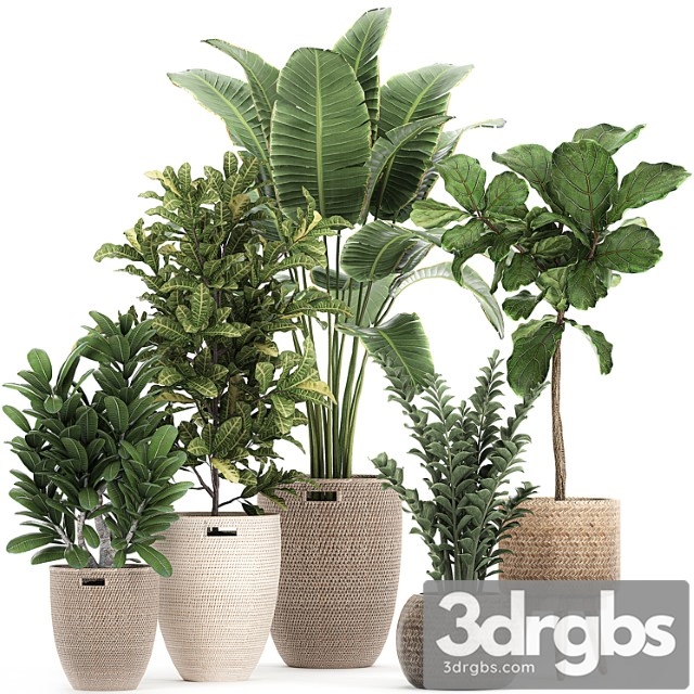 A collection of ornamental plants in rattan baskets with a ficus tree lirata croton, banana, zamiokulkas, strelitzia. set 782 - thumbnail 1