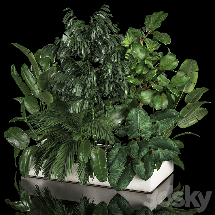 A collection of plants from a thicket of a home garden of palm strelitzia flowerpot ficus lirata. 1113. 3DS Max Model - thumbnail 1