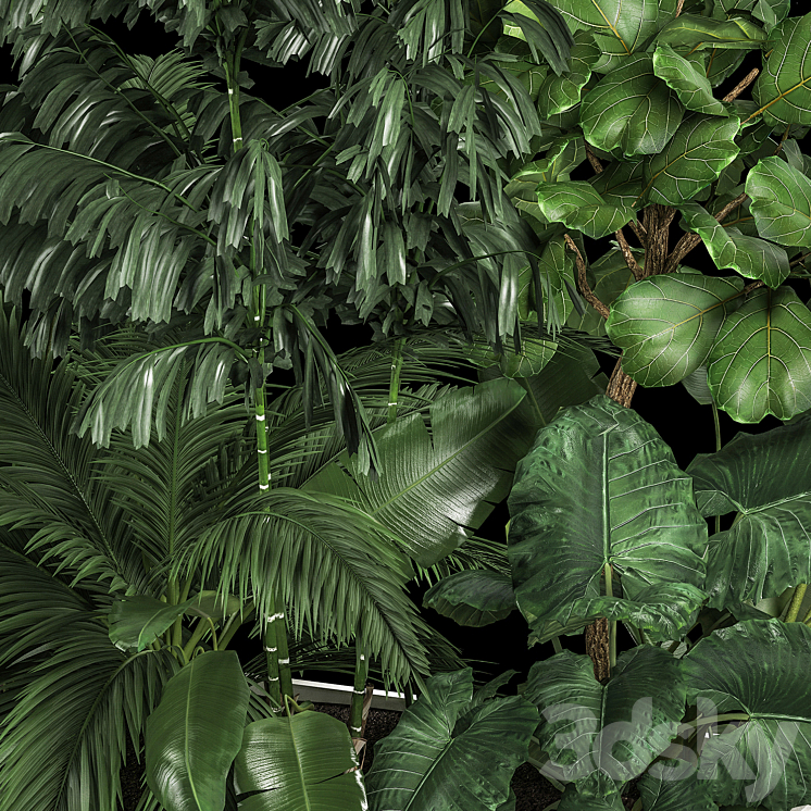 A collection of plants from a thicket of a home garden of palm strelitzia flowerpot ficus lirata. 1113. 3DS Max Model - thumbnail 2