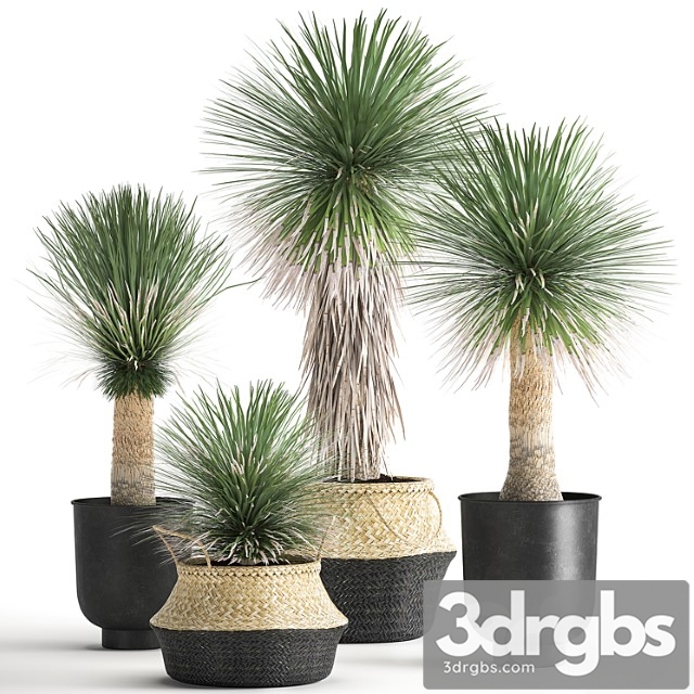 A collection of plants in black pots and baskets of yucca, desert plants. set 1015. - thumbnail 1