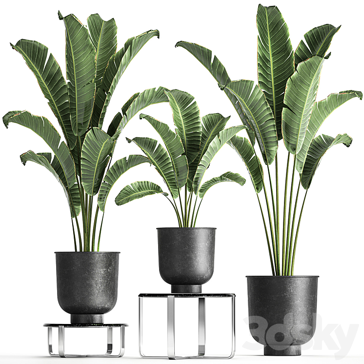 A collection of plants in black pots on a stand table with ravenala Banana palm Strelitzia. Set 846. 3DS Max Model - thumbnail 1