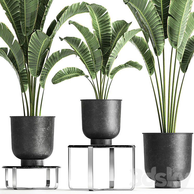 A collection of plants in black pots on a stand table with ravenala Banana palm Strelitzia. Set 846. 3DS Max Model - thumbnail 2