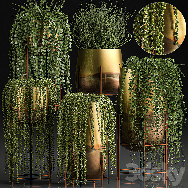 A collection of plants in luxury gold pots with Rowley’s Crossberry dyschidia Succulents hanging plants. Set 543. 3DS Max - thumbnail 1