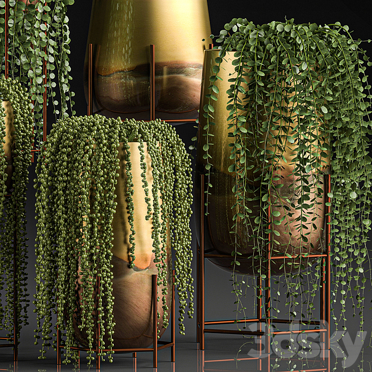 A collection of plants in luxury gold pots with Rowley’s Crossberry dyschidia Succulents hanging plants. Set 543. 3DS Max - thumbnail 2