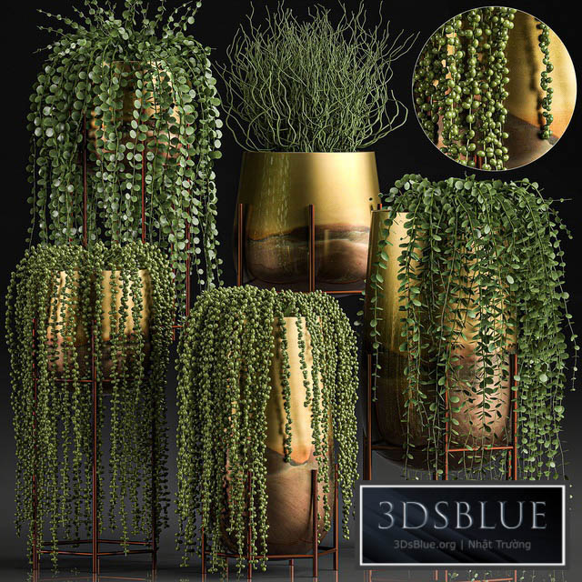 A collection of plants in luxury gold pots with Rowley’s Crossberry dyschidia Succulents hanging plants. Set 543. 3DS Max - thumbnail 3