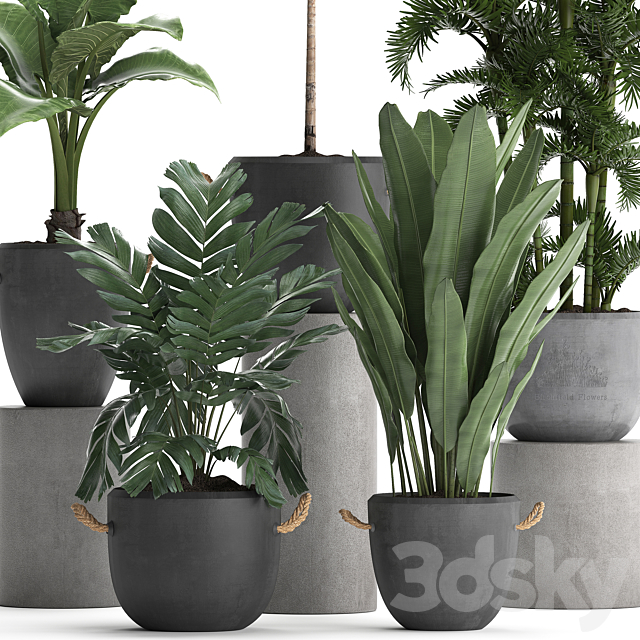 A collection of plants in modern black concrete pots with palm Cariota Areca banana alokasia. Set 405. 3DS Max Model - thumbnail 2