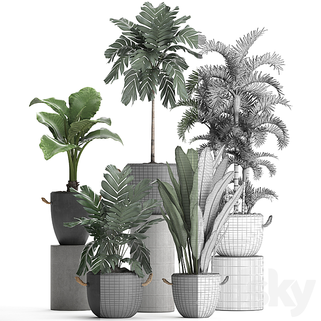 A collection of plants in modern black concrete pots with palm Cariota Areca banana alokasia. Set 405. 3DS Max Model - thumbnail 3