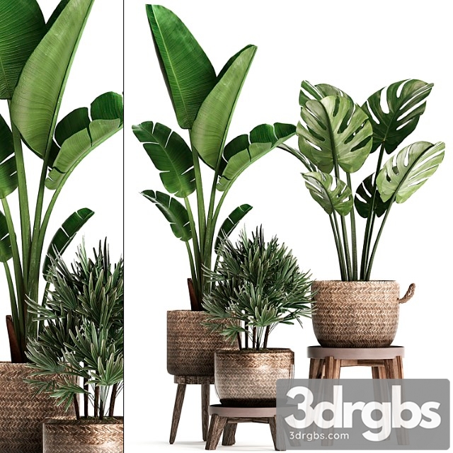 A collection of plants in modern rattan baskets with a flower stand banana, strelitzia, palm rhapis, monstera. set 457. - thumbnail 1