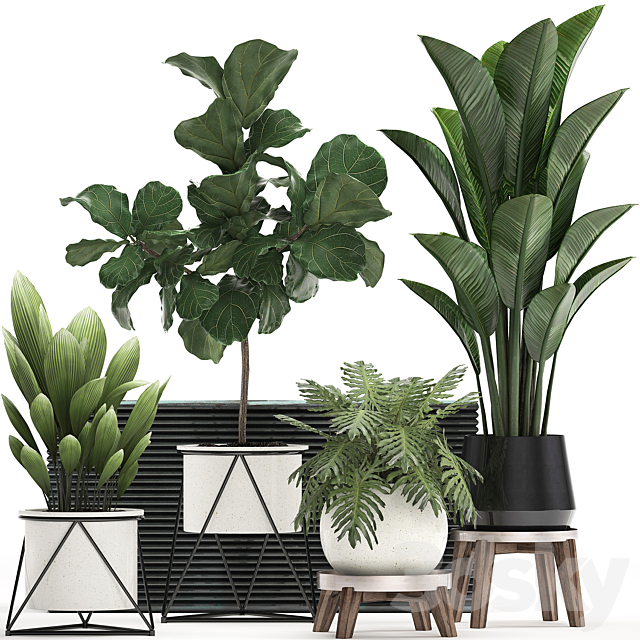 A collection of plants in modern white pots on legs with a small tree Ficus lirata. Philodendron. banana. Set 460.s 3DSMax File - thumbnail 1