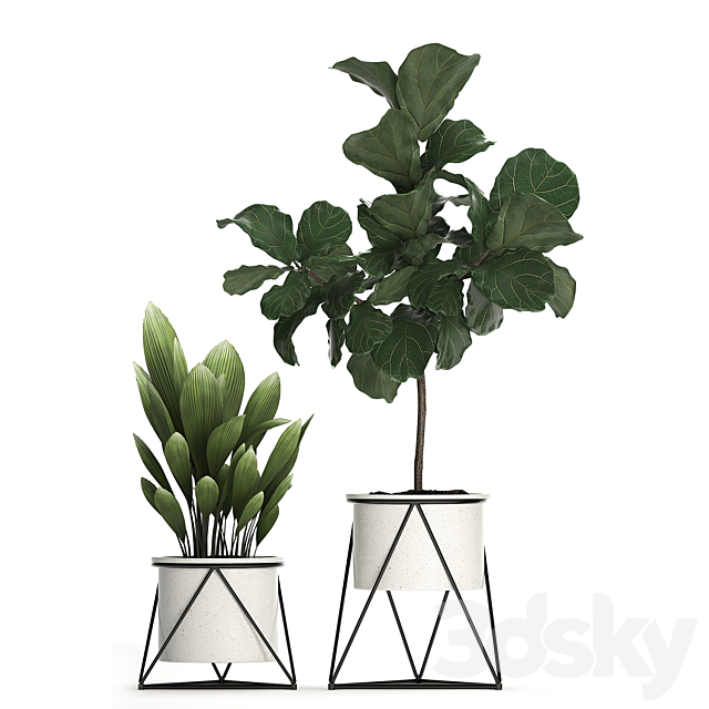 A collection of plants in modern white pots on legs with a small tree Ficus lirata. Philodendron. banana. Set 460.s 3DSMax File - thumbnail 2