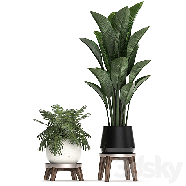 A collection of plants in modern white pots on legs with a small tree Ficus lirata. Philodendron. banana. Set 460.s 3DSMax File - thumbnail 3