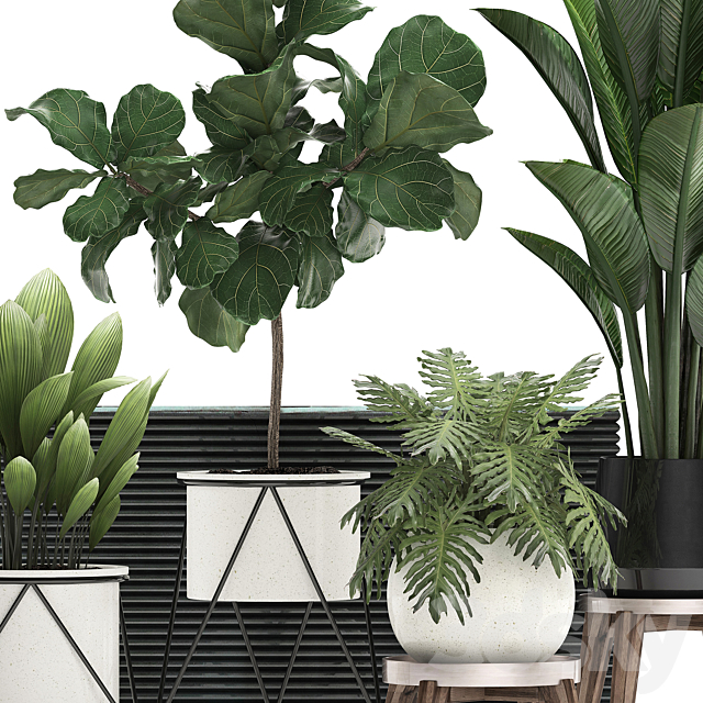 A collection of plants in modern white pots on legs with a small tree Ficus lirata. Philodendron. banana. Set 460.s 3DSMax File - thumbnail 5