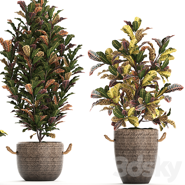 A collection of plants in modern white rattan baskets with small bushes of croton trees. Set 432. 3DS Max Model - thumbnail 3