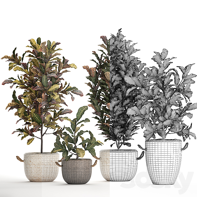 A collection of plants in modern white rattan baskets with small bushes of croton trees. Set 432. 3DS Max Model - thumbnail 4