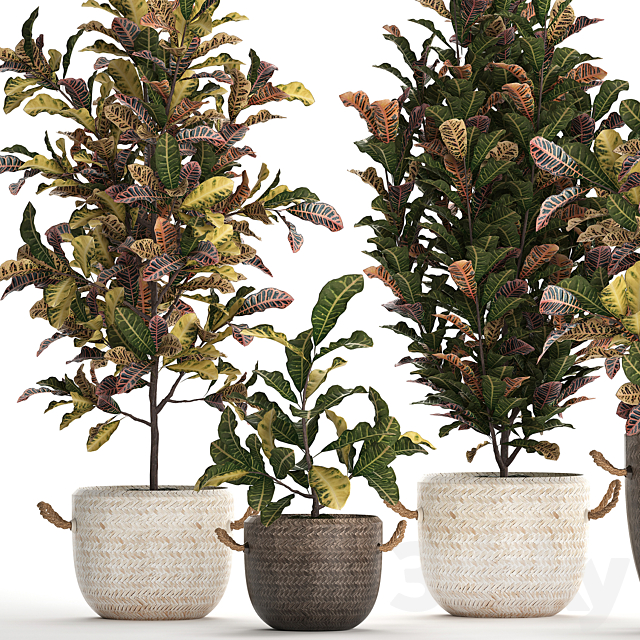 A collection of plants in modern white rattan baskets with small bushes of croton trees. Set 432. 3DS Max Model - thumbnail 5