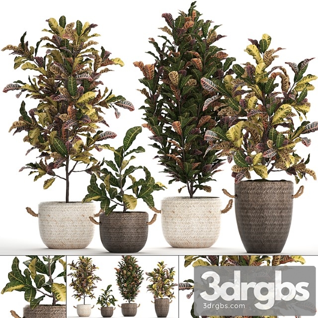 A collection of plants in modern white rattan baskets with small bushes of croton trees. set 432. - thumbnail 1