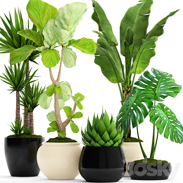 A collection of plants in pots. 45. Banana palm Lyre ficus Agave Yucca Monstera ornamental plants flowerpot pot flower 3DS Max - thumbnail 1