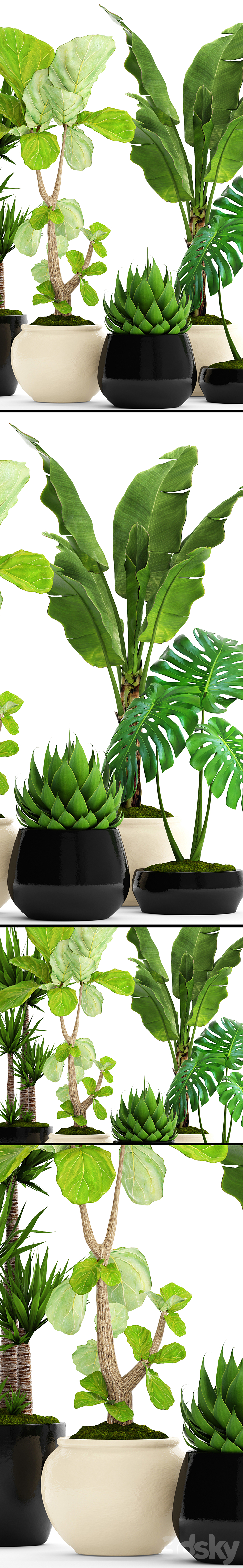 A collection of plants in pots. 45. Banana palm Lyre ficus Agave Yucca Monstera ornamental plants flowerpot pot flower 3DS Max - thumbnail 2