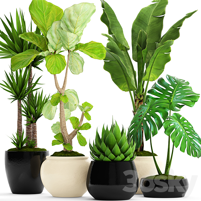 A collection of plants in pots. 45. Banana palm. Lyre ficus. Agave. Yucca. Monstera. ornamental plants. flowerpot. pot. flower 3DSMax File - thumbnail 1