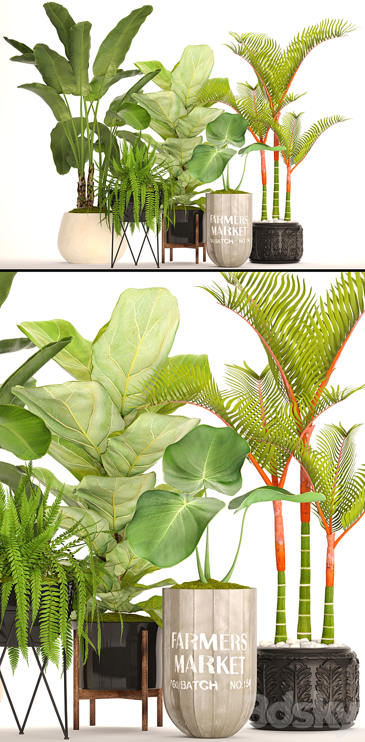 A collection of plants in pots. 48. Tropical Plants Banana Palm Fern Lyre Ficus Banana Palm Fern Concrete Pot Flowerpot Dipsis Bush 3DS Max - thumbnail 2