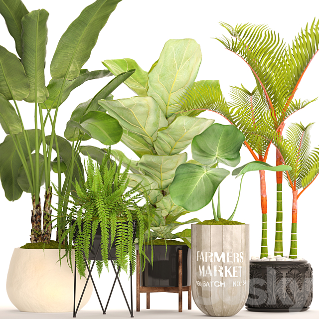 A collection of plants in pots. 48. Tropical Plants. Banana Palm. Fern. Lyre Ficus. Banana Palm. Fern. Concrete Pot. Flowerpot. Dipsis. Bush 3DSMax File - thumbnail 1