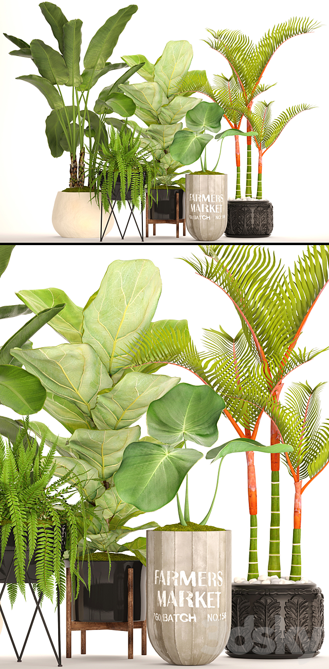 A collection of plants in pots. 48. Tropical Plants. Banana Palm. Fern. Lyre Ficus. Banana Palm. Fern. Concrete Pot. Flowerpot. Dipsis. Bush 3DSMax File - thumbnail 2