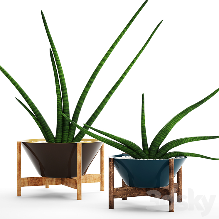 A collection of plants in pots. 64 Sansevieria pot flower flowerpot decorative 3DS Max - thumbnail 1