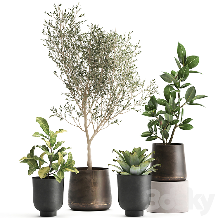 A collection of plants in rusty metal pots with a small olive tree ficus croton. Set 982. 3DS Max - thumbnail 1