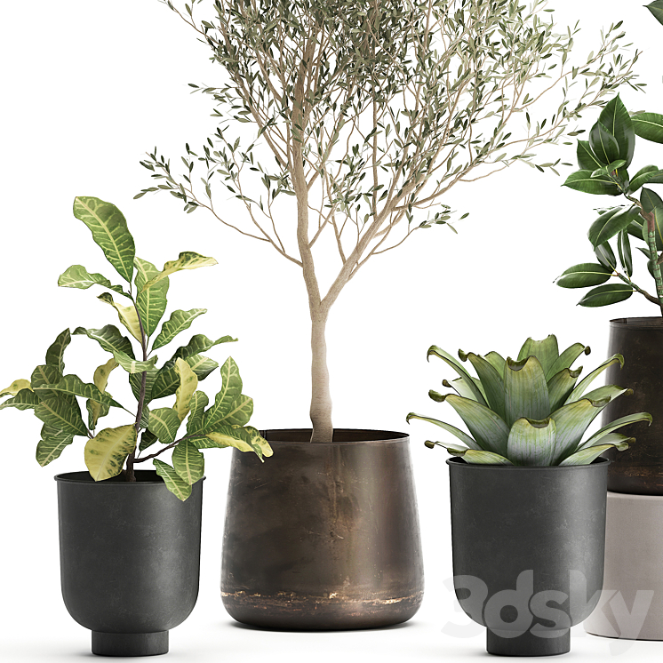 A collection of plants in rusty metal pots with a small olive tree ficus croton. Set 982. 3DS Max - thumbnail 2