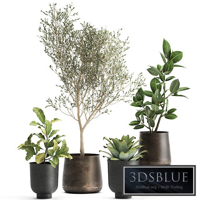 A collection of plants in rusty metal pots with a small olive tree ficus croton. Set 982. 3DS Max - thumbnail 3